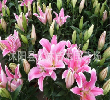 香水百合種球 ,批發，陽臺辦公室盆栽植物 當年開花 品種齊全