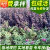 開原苗圃基地供應紫葉風箱果園林綠化植物 一年生扦插小苗