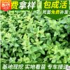 忍冬苗圃供應忍冬苗 從生忍冬 耐寒忍冬各種色塊用苗量大優