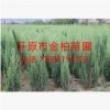 現貨供應 丹東檜柏 檜柏  沈陽檜柏 常綠針葉樹 檜柏小苗