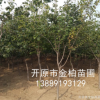 長期批發 叢生暴馬丁香 沈陽綠化苗木 白丁香 庭蔭樹 風景樹報價