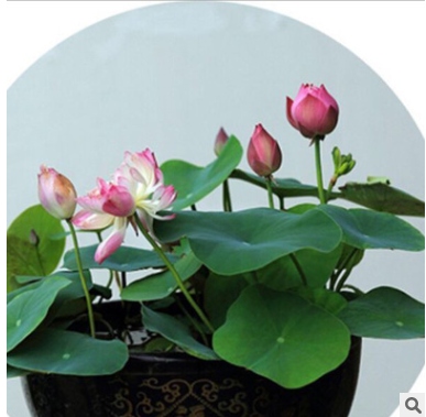 四季易播碗蓮種子開(kāi)口20粒蓮花種子