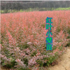 批發(fā)紅葉小檗苗 綠化工程苗 庭院公路隔離帶綠籬植物彩色苗木