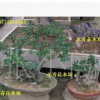出售高檔榆樹盆景 規(guī)格齊全 歡迎新老客戶咨詢選購