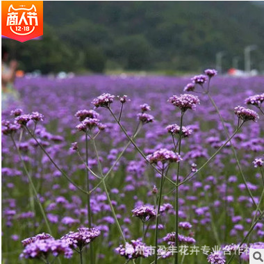 優(yōu)質(zhì)柳葉馬鞭草 多年生草本 長莖馬鞭草 抗倒伏 耐旱 耐高溫生產(chǎn)