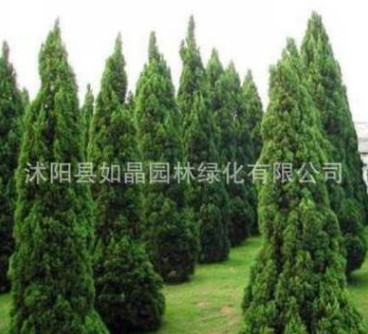 四季青墓地松塔柏樹苗松樹苗松柏側(cè)柏檜柏柏樹蜀檜寶塔松龍柏苗