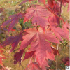 改良紅楓 夕陽紅楓供應園林綠化樹紅楓觀賞樹