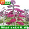 供應造型紅檵木樁 湖南優質造型紅桎木樁 精品紅繼木樁批發
