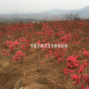 映山紅苗映山紅1年苗，2年苗，3年苗。