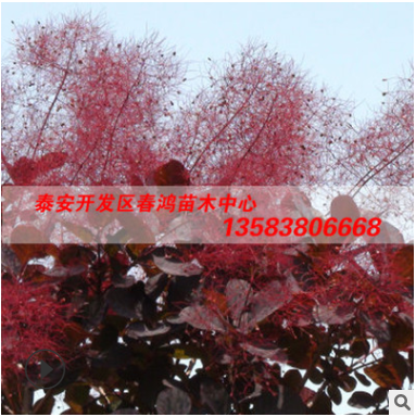 基地現貨供應紅櫨苗成活率高 紅櫨苗價格優惠規格齊全造型優美