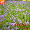 批發(fā) 出售水生植物鳶尾 蝴蝶蘭 供應(yīng)工程綠化小苗