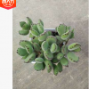 熊童子 多肉植物批發 基地直供 景天科多肉盆栽 吸甲醛