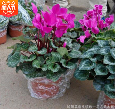 仙客來盆栽室內(nèi)盆栽綠植 批發(fā)仙客來花卉 觀花植物 凈化空氣