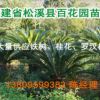 大量供應 鐵樹（閩北鐵樹生產基地） 蘇鐵 鐵樹種子 鐵樹苗