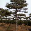 基地直銷白皮松 規格種類多樣 白皮松樹 成活率高 量大從優