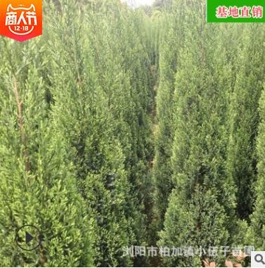 批發(fā)塔柏苗 園林綠化工程造型苗木庭院四季常綠喬木 苗圃基地直銷