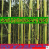 超值低價(jià)批發(fā)庭院觀賞竹子-1-10cm金鑲玉竹根系發(fā)達(dá)、成活率高
