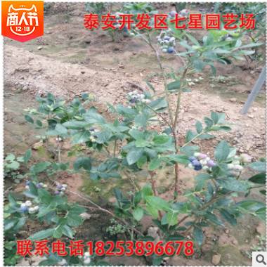 批發(fā)價格出售高產(chǎn)好成活2-3年生優(yōu)質(zhì)都克藍莓苗 奧尼爾藍莓苗