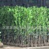 法國(guó)冬青小苗綠化工程樹苗珊瑚苗庭院籬笆苗法國(guó)冬青球北海道批發(fā)