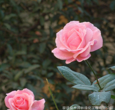 批發(fā)供應(yīng)玫瑰月季小苗 綠植盆栽花卉庭院陽臺易種薔薇月季