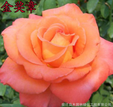 供應(yīng)工程月季花 大花月季 庭院盆栽陽臺花卉 玫瑰薔薇苗