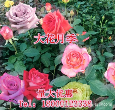 基地直銷花卉盆栽四季開花易活紅帽子大花月季豐花月季國產(chǎn)月季