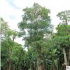 盆架子批發 原產地種植地苗移栽樹多種規格 綠化種植基地直銷