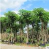 鳳凰木福建產(chǎn)地直銷 富麗堂皇工程綠化苗直供 規(guī)格齊全