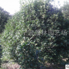 批發(fā)園林綠化工程 苗木 桂花樹 大金桂樹苗 多種規(guī)格桂花球批發(fā)