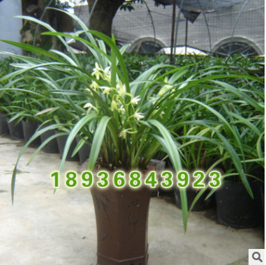 批發(fā)優(yōu)質(zhì)觀花植物盆栽 蘭花 墨蘭盆栽 花中君子 高檔觀花植物