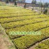 批發(fā)優(yōu)質(zhì)綠化苗 連翹小苗 又名黃老虎 庭院觀花植物 連翹苗