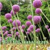 供應花卉種子 大花蔥蘭花卉 種子批發 廠家直銷 包發芽