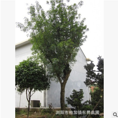 供應(yīng)30公分移栽欏木石楠，欏木石楠樹(shù)，欏木石楠樁景。