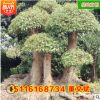 批發(fā)造型香樟樹樁 湖南精品常綠庭院園林工程綠化苗木 基地直銷