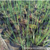 供應(yīng)水蔥種苗 水蔥種植, 河道綠化苗 水生植物