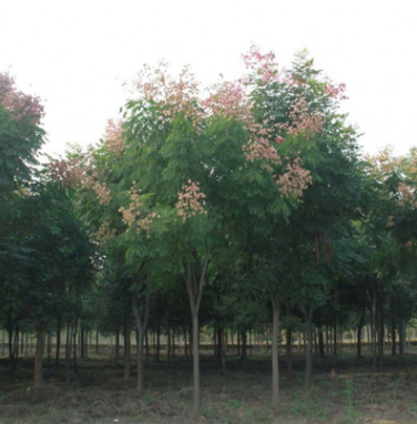 基地直銷 工程綠化欒樹 規格齊全綠化木 量大優惠