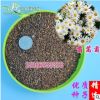 批發(fā)2018年新種子茼蒿菊種子綠化芳香花卉盆栽蓬蒿菊包郵貨到付款