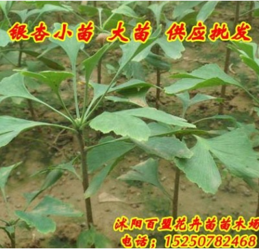 批發(fā)優(yōu)質(zhì)綠化苗木銀杏苗 白果 庭院植物占地苗白果樹