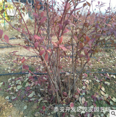 出售藍莓樹苗 竇殼藍莓樹苗 紅果藍莓樹苗