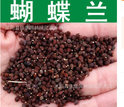 草花種子新采優質蝴蝶蘭種子蘭花燕尾藍花藍蝴蝶鳶尾種子燕尾蘭