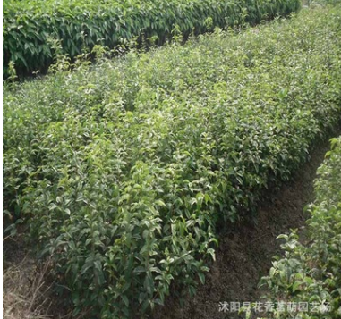 供應(yīng)桂花種子 金桂種子 丹桂 月月桂日香桂沙藏直接播種保證出芽