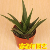 多肉植物 不夜城蘆薈 盆栽 多肉植物 盆栽綠植