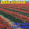 紅葉石楠苗 純正紅羅賓 紅葉石楠球石楠小苗 綠化苗木規(guī)格齊全