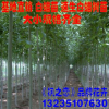 批發(fā)白蠟苗 白蠟樹苗 速生白蠟樹苗 基地直銷白蠟小苗