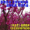 紫荊苗 速生紫荊小苗 加拿大紅葉紫荊小苗 紫荊樹苗批發(fā)