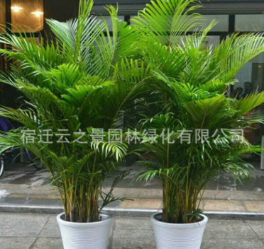 批發(fā)散尾葵鳳尾竹室內(nèi)客廳大型綠植盆栽 夏威夷盆景室內(nèi)植物甲醛