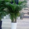 鳳尾竹盆栽 室內外客廳大型綠植盆栽散尾竹觀葉植物基地直銷