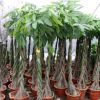 發財樹盆景批發辮子樹盆栽辦公室客廳大型綠植花卉精品發財樹盆栽