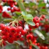 火棘苗批發工程綠化火棘苗木園林觀賞庭院風景樹 滿樹紅火棘小苗