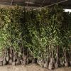 法國冬青苗批發工程綠化冬青樹苗庭院圍墻做綠籬規格全基地直銷